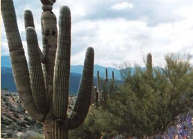 Arizona cactus.png